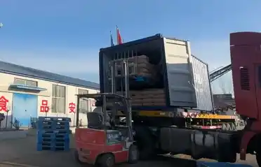 Industria de cartofi Qinhuangdao Tongyou livrează 10 containere cu amidon de cartofi dulci de export către Coreea de Sud